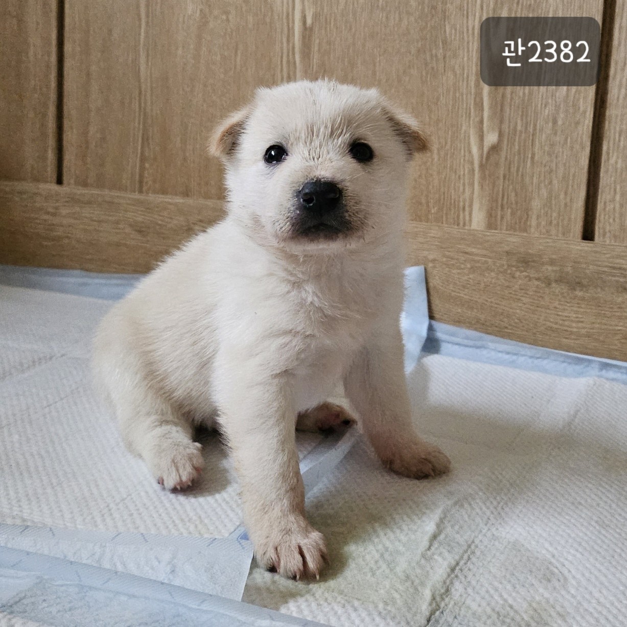 고양시동물보호센터_441394202302382